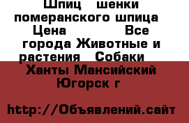 Шпиц - шенки померанского шпица › Цена ­ 20 000 - Все города Животные и растения » Собаки   . Ханты-Мансийский,Югорск г.